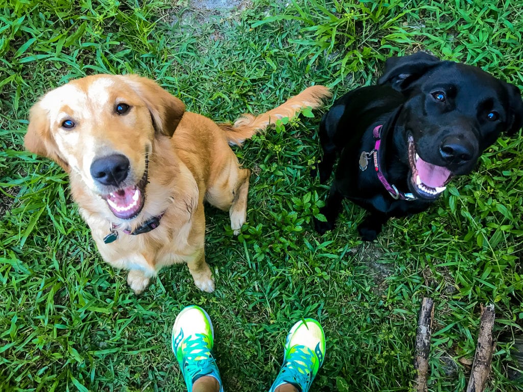 Training Journal Sunday Dogs